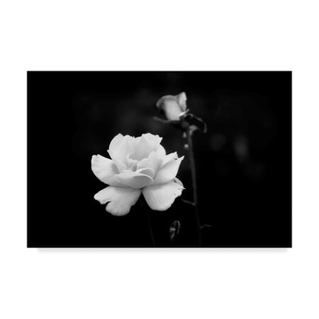 Ata Alishahi 'White Rose' Canvas Art,16x24